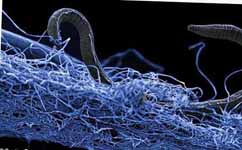 地下深处发现庞大生态系统：有以僵尸状态存活的细菌