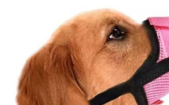 被小狗舔了伤口后 新乡9岁儿童意外身亡